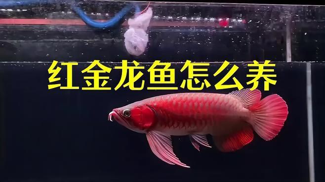 紅金龍魚日常養護要點，愛寵先鋒金龍魚養殖方法