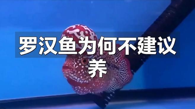 羅漢魚(yú)為何不建議養(yǎng)，羅漢魚(yú)為何不建議養(yǎng)寵物成長(zhǎng)日記