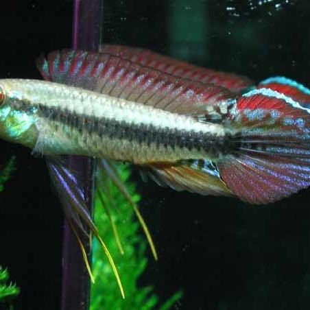 美鯛的品種一覽表，美洲慈鯛（美洲慈鯛）主要品種一覽表 美鯛的品種一覽表，美洲慈鯛（美洲慈鯛）主要品種一覽表 龍魚百科 第6張