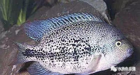 美鯛的品種一覽表，美洲慈鯛（美洲慈鯛）主要品種一覽表 美鯛的品種一覽表，美洲慈鯛（美洲慈鯛）主要品種一覽表 龍魚百科 第1張