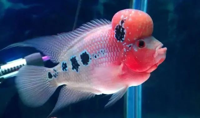 羅漢魚幼苗幾厘米最漂亮，《羅漢魚幼苗幾厘米最漂亮》