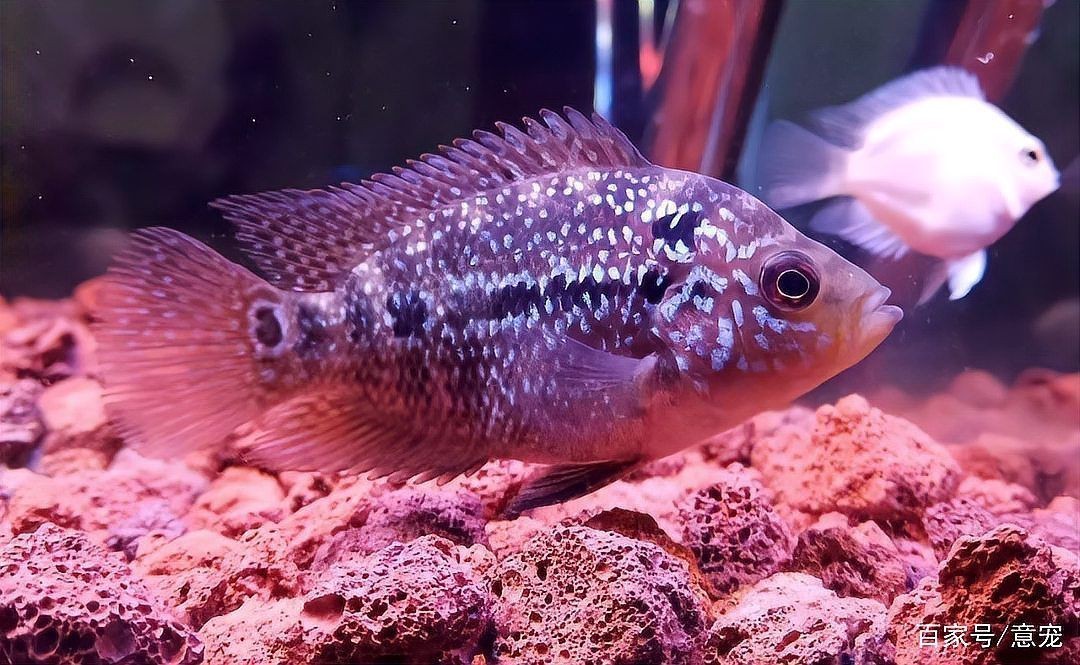 羅漢魚幼苗幾厘米最漂亮，《羅漢魚幼苗幾厘米最漂亮》