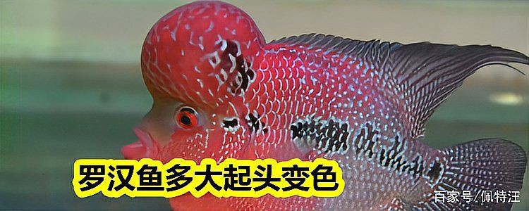 羅漢魚幼苗幾厘米最漂亮，《羅漢魚幼苗幾厘米最漂亮》