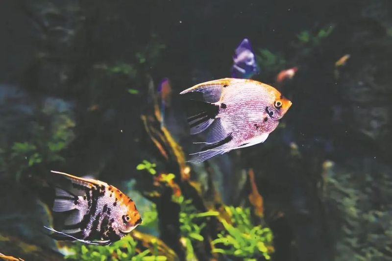紹興水族店，紹興多家特色水族店即將亮相浙東淡水魚館聽魚的故事