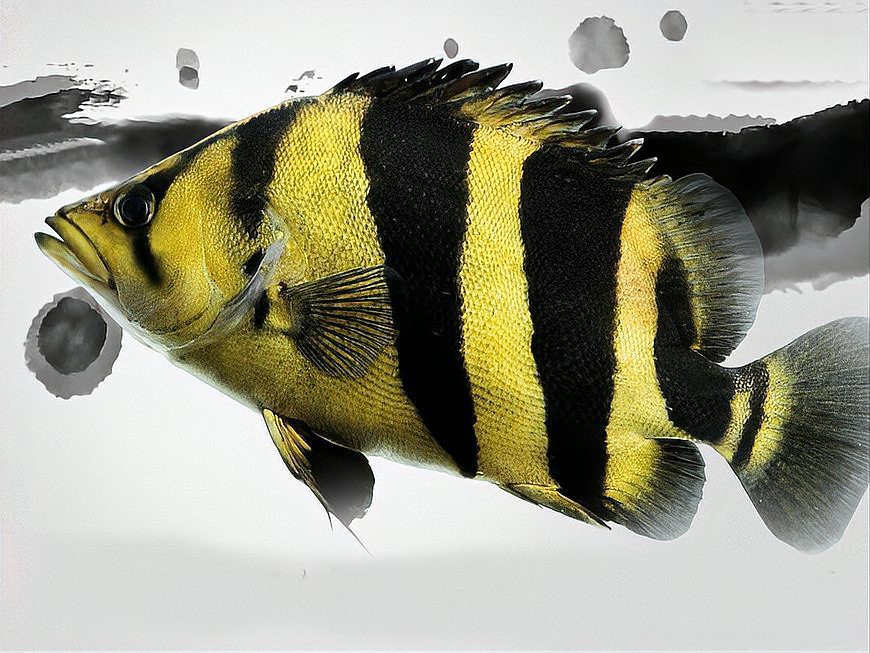 分辨印尼虎的方法，分辨印尼虎的識別特征與分辨方法詳解印尼虎的識別技巧