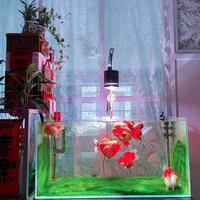 吉羅缸和龍魚缸哪個(gè)更費(fèi)電，吉羅缸和龍魚缸哪個(gè)更費(fèi)電150瓦深度測(cè)評(píng)視頻