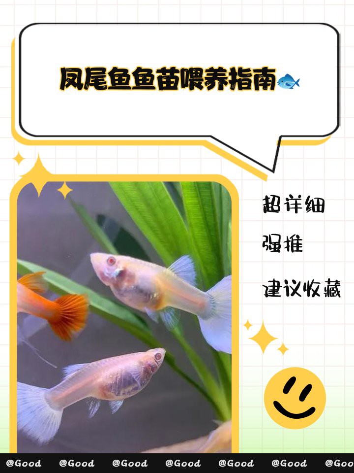 鳳尾剛下的小魚怎么喂，鳳尾剛下的小魚怎么喂旋風360,鳳尾魚下崽怎么養百度經驗