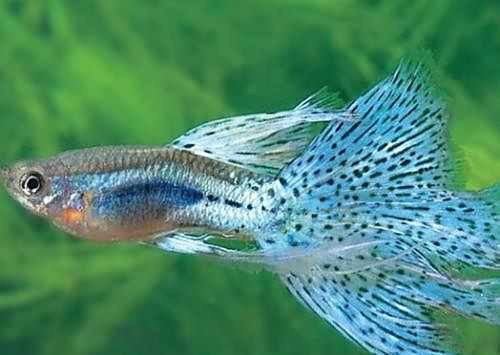 鳳尾剛下的小魚怎么喂，鳳尾剛下的小魚怎么喂旋風360,鳳尾魚下崽怎么養百度經驗