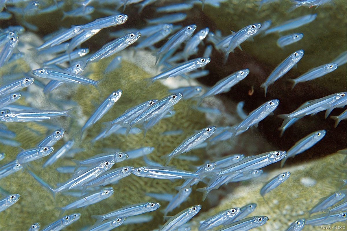 鳳尾剛下的小魚怎么喂，鳳尾剛下的小魚怎么喂旋風360,鳳尾魚下崽怎么養百度經驗