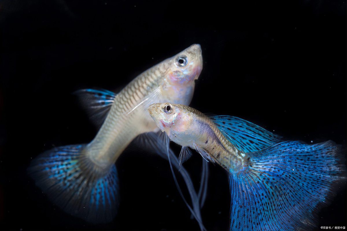 鳳尾剛下的小魚怎么喂，鳳尾剛下的小魚怎么喂旋風360,鳳尾魚下崽怎么養百度經驗