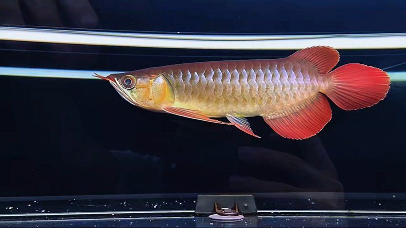 紅龍魚血統鑒別需要哪些工具？，紅龍魚血統鑒別所需工具 紅龍魚血統鑒別需要哪些工具？，紅龍魚血統鑒別所需工具 龍魚百科 第5張