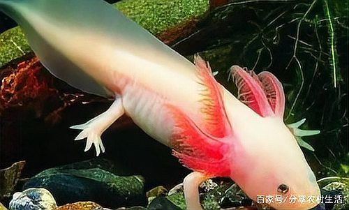 三間魚混養(yǎng)最忌三種魚，《三間魚混養(yǎng)最忌三種魚》