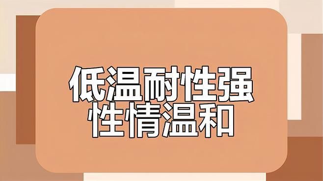 玫瑰鯽不打氧會死嗎，玫瑰鯽不打氧會死亡取決于多種因素，正常情況下鯽魚不打氧能養活嗎