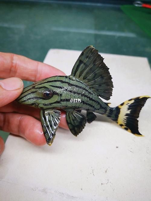 綠皮皇冠豹正確繁殖圖解，秘魯綠皮皇冠豹圖解