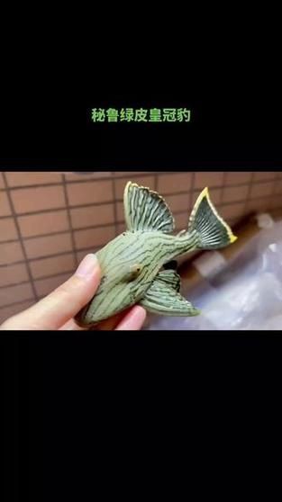 綠皮皇冠豹正確繁殖圖解，秘魯綠皮皇冠豹圖解