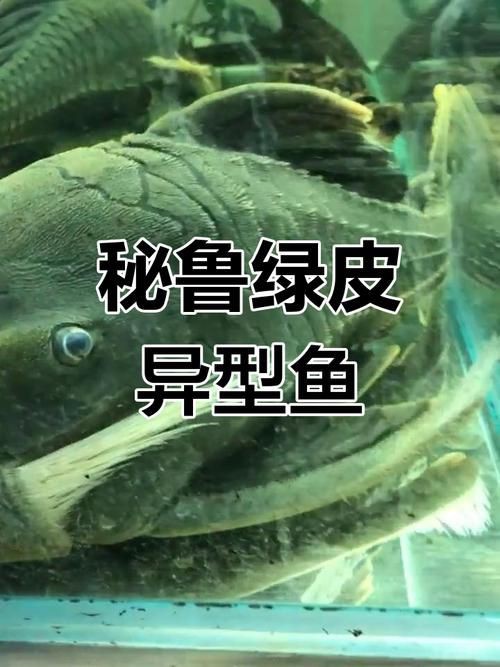 綠皮皇冠豹正確繁殖圖解，秘魯綠皮皇冠豹圖解