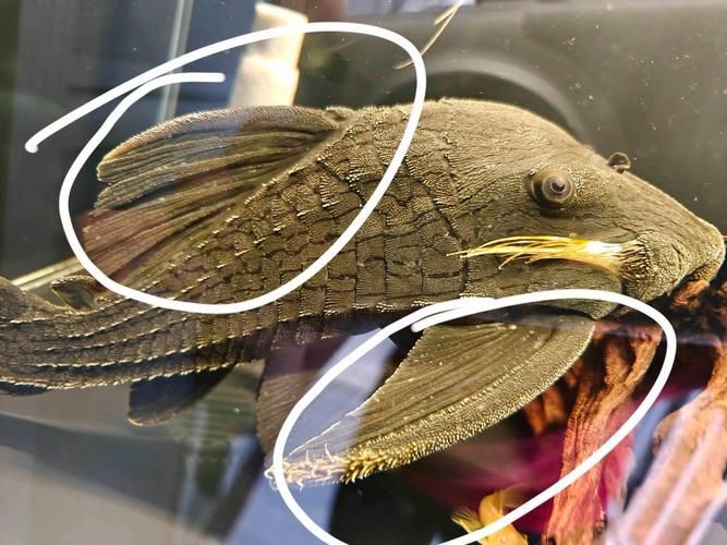 綠皮皇冠豹正確繁殖圖解，秘魯綠皮皇冠豹圖解