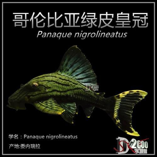 綠皮皇冠豹正確繁殖圖解，秘魯綠皮皇冠豹圖解