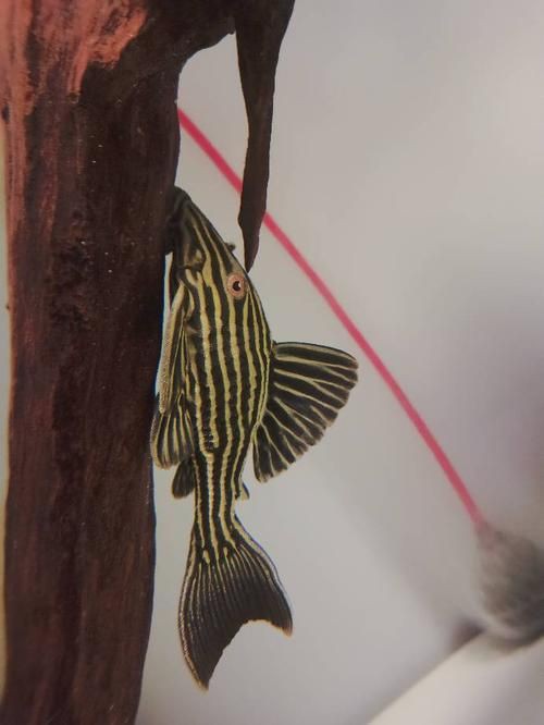 綠皮皇冠豹正確繁殖圖解，秘魯綠皮皇冠豹圖解