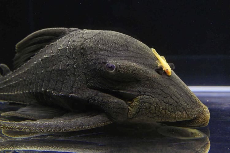 綠皮皇冠豹正確繁殖圖解，秘魯綠皮皇冠豹圖解