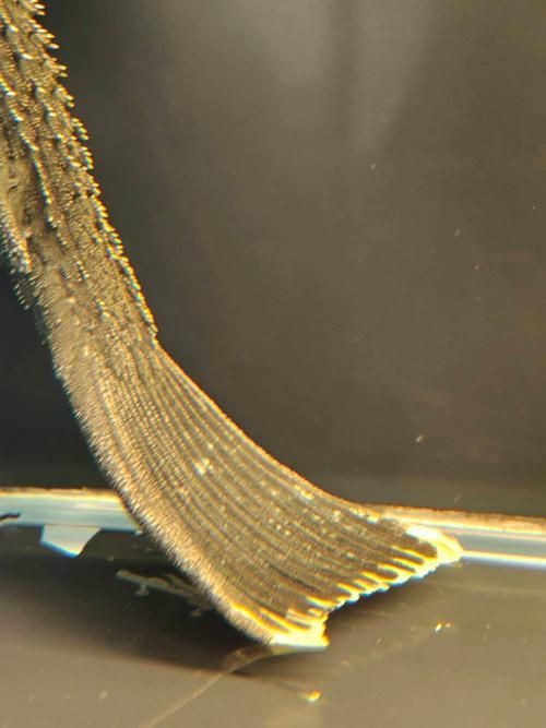 綠皮皇冠豹正確繁殖圖解，秘魯綠皮皇冠豹圖解