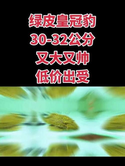 綠皮皇冠豹正確繁殖圖解，秘魯綠皮皇冠豹圖解
