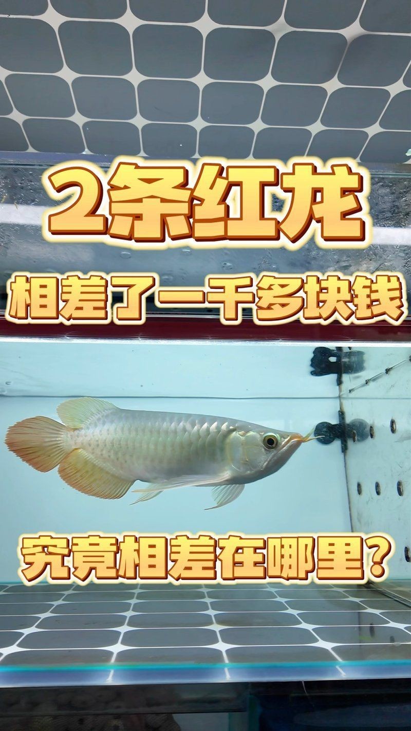 60公分的紅龍魚市場價，世界上最貴的觀賞魚紅龍魚價格為何堪比保時捷 60公分的紅龍魚市場價，世界上最貴的觀賞魚紅龍魚價格為何堪比保時捷 龍魚百科 第13張