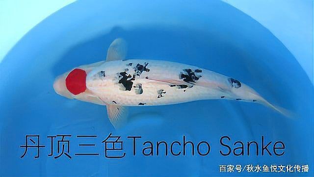 錦鯉丹頂標準圖片，丹頂錦鯉的標準特征及鑒賞 錦鯉丹頂標準圖片，丹頂錦鯉的標準特征及鑒賞 龍魚百科 第3張