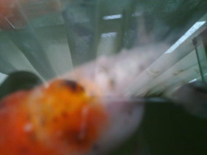 給我一張水霉病初期的圖片，《水霉病初期圖片相關摘要》水霉病初期圖片相關摘要