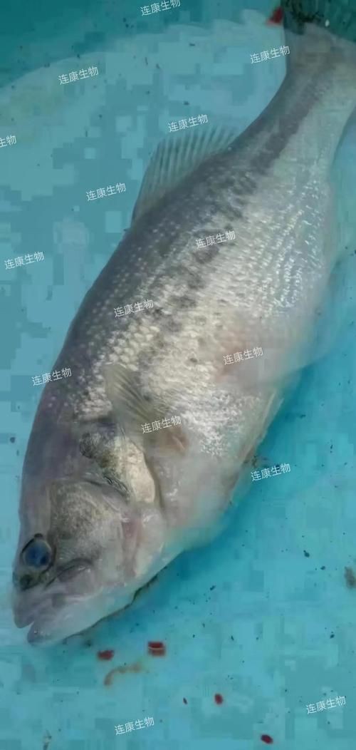 給我一張水霉病初期的圖片，《水霉病初期圖片相關摘要》水霉病初期圖片相關摘要