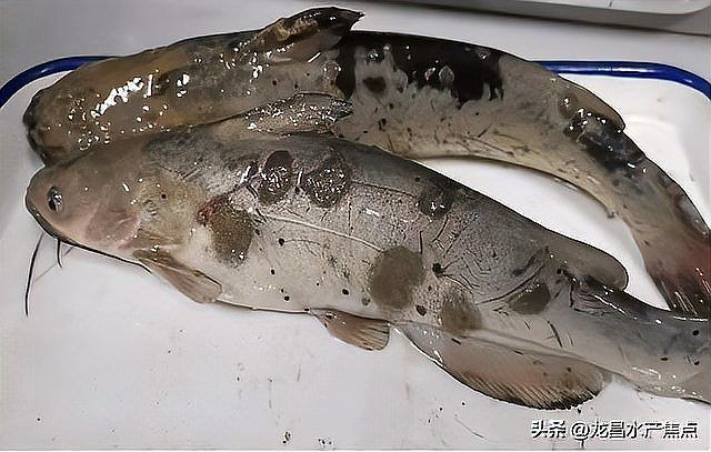 給我一張水霉病初期的圖片，《水霉病初期圖片相關摘要》水霉病初期圖片相關摘要