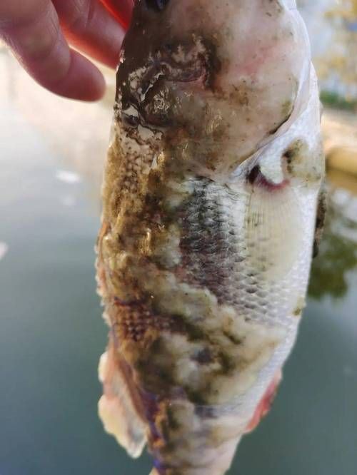 給我一張水霉病初期的圖片，《水霉病初期圖片相關摘要》水霉病初期圖片相關摘要