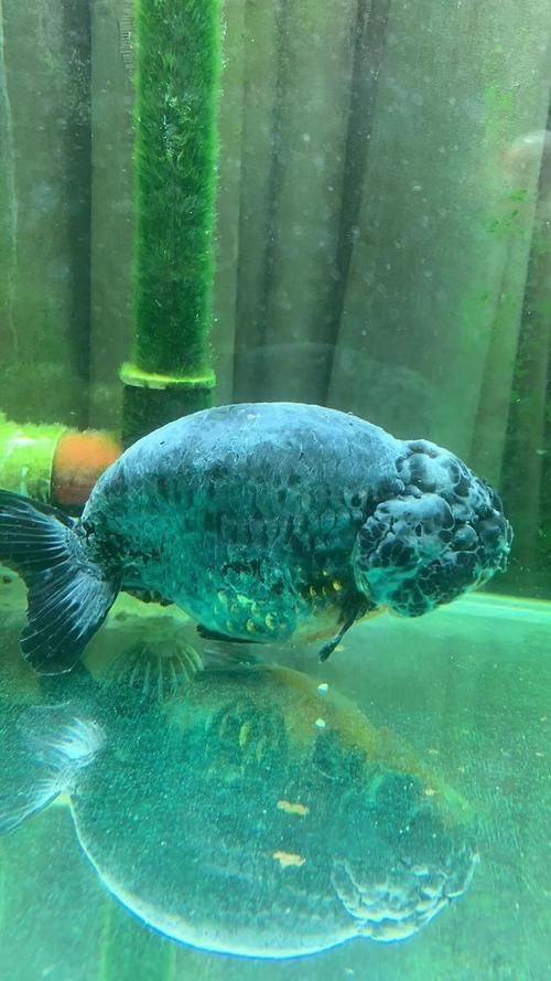 給我一張水霉病初期的圖片，《水霉病初期圖片相關摘要》水霉病初期圖片相關摘要