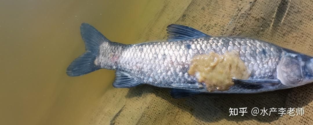 給我一張水霉病初期的圖片，《水霉病初期圖片相關摘要》水霉病初期圖片相關摘要
