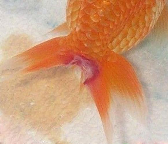 給我一張水霉病初期的圖片，《水霉病初期圖片相關摘要》水霉病初期圖片相關摘要