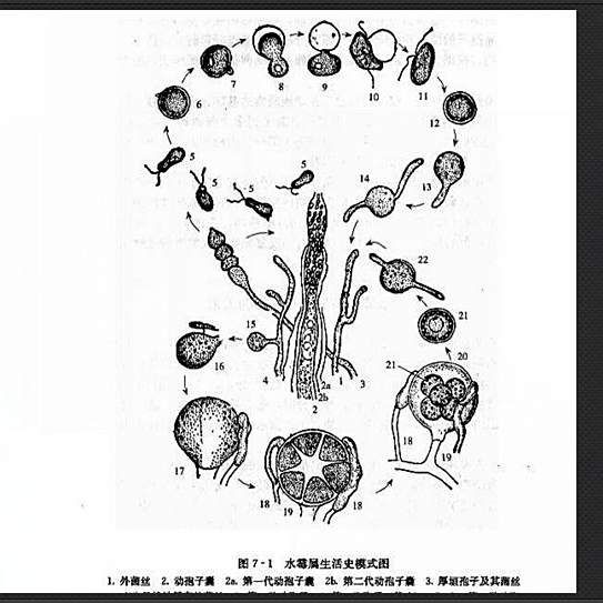 給我一張水霉病初期的圖片，《水霉病初期圖片相關摘要》水霉病初期圖片相關摘要