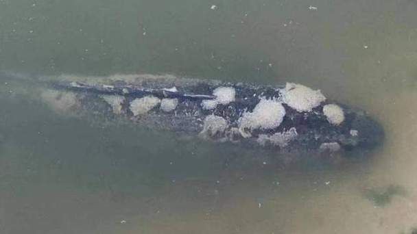 給我一張水霉病初期的圖片，《水霉病初期圖片相關摘要》水霉病初期圖片相關摘要