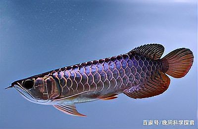 如何區分白金龍魚的品質？，如何區分白金龍魚的品質