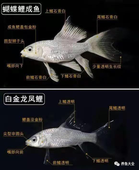 如何區分白金龍魚的品質？，如何區分白金龍魚的品質