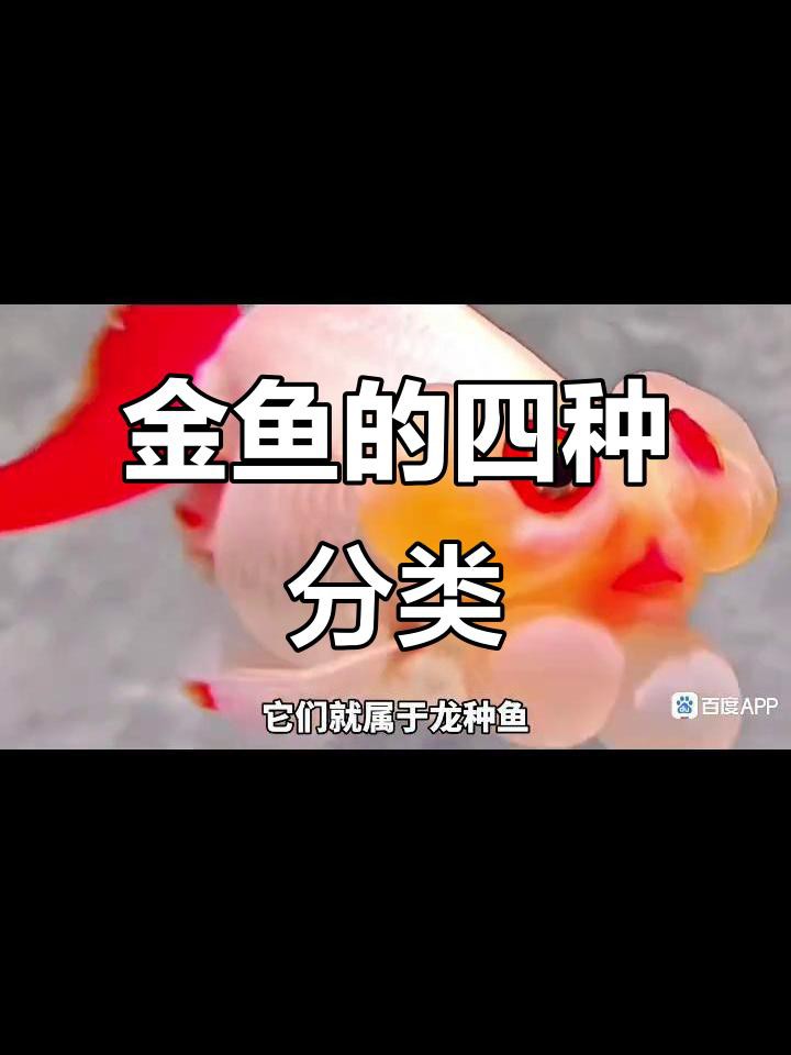 如何挑選高質量的龍種金魚，如何挑選高質量的龍種金魚，