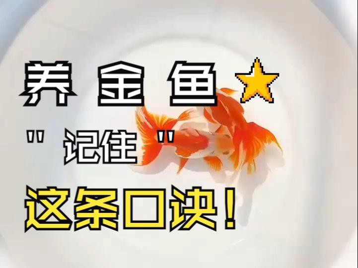 如何挑選高質量的龍種金魚，如何挑選高質量的龍種金魚， 如何挑選高質量的龍種金魚，如何挑選高質量的龍種金魚， 龍魚論壇 第7張