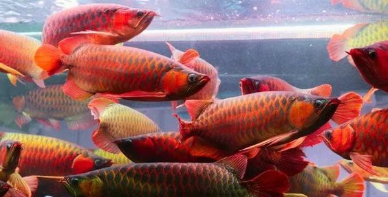 十大最貴紅龍魚品種，紅龍魚中的十大最貴紅龍魚品種揭示其背后的特性與收藏價值 十大最貴紅龍魚品種，紅龍魚中的十大最貴紅龍魚品種揭示其背后的特性與收藏價值 龍魚論壇 第8張