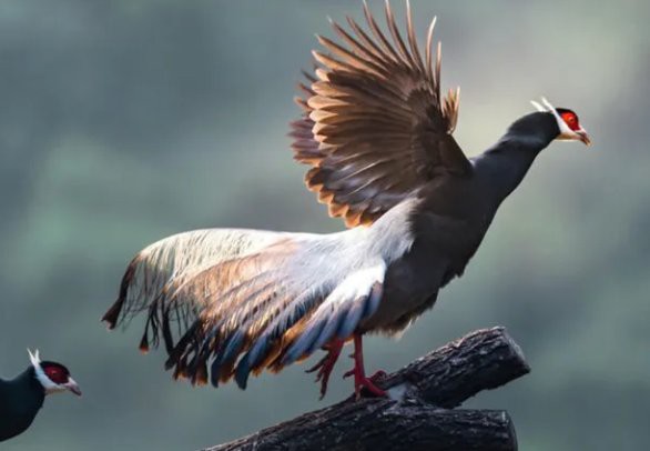 鳳凰的起源和歷史，《山海經(jīng)》系統(tǒng)記載了鳳凰完整的道德象征的道德象征 鳳凰的起源和歷史，《山海經(jīng)》系統(tǒng)記載了鳳凰完整的道德象征的道德象征 龍魚論壇 第3張