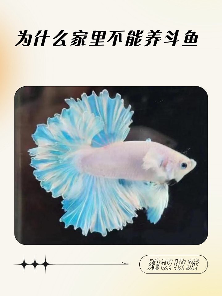 為什么家里不能養斗魚，為什么家里不能養斗魚360快搜 為什么家里不能養斗魚，為什么家里不能養斗魚360快搜 龍魚論壇 第3張