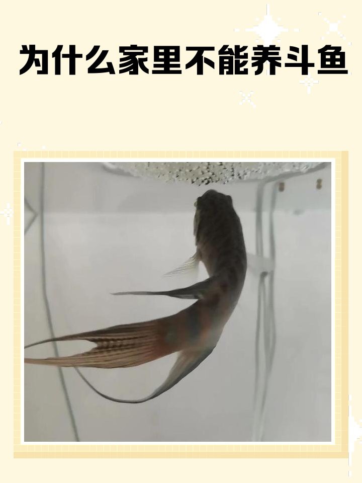 為什么家里不能養斗魚，為什么家里不能養斗魚360快搜 為什么家里不能養斗魚，為什么家里不能養斗魚360快搜 龍魚論壇 第1張