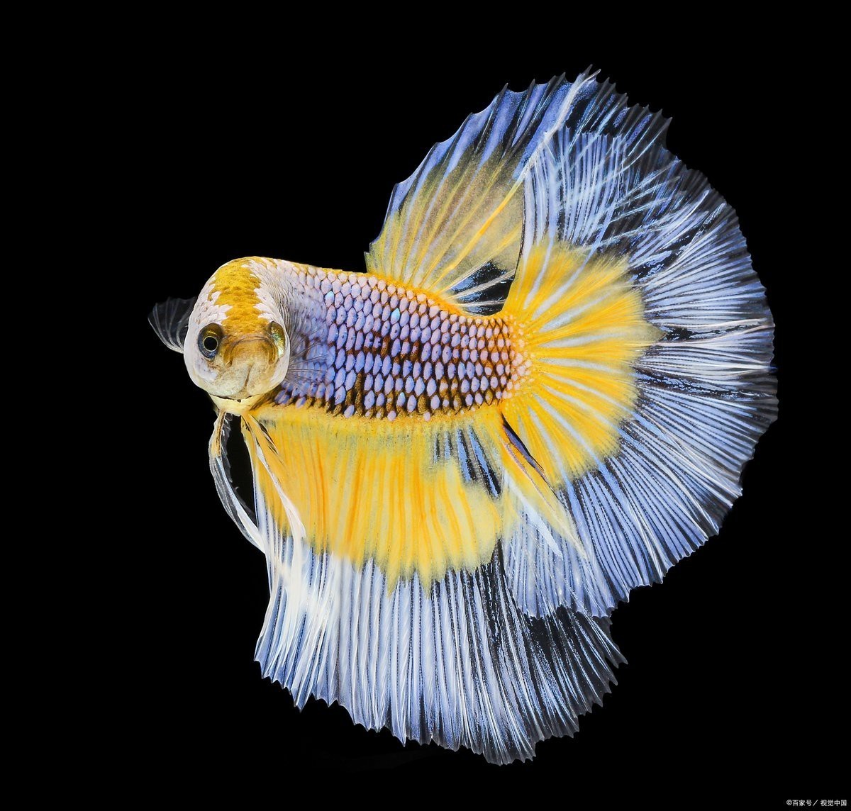 為什么家里不能養斗魚，為什么家里不能養斗魚360快搜 為什么家里不能養斗魚，為什么家里不能養斗魚360快搜 龍魚論壇 第9張