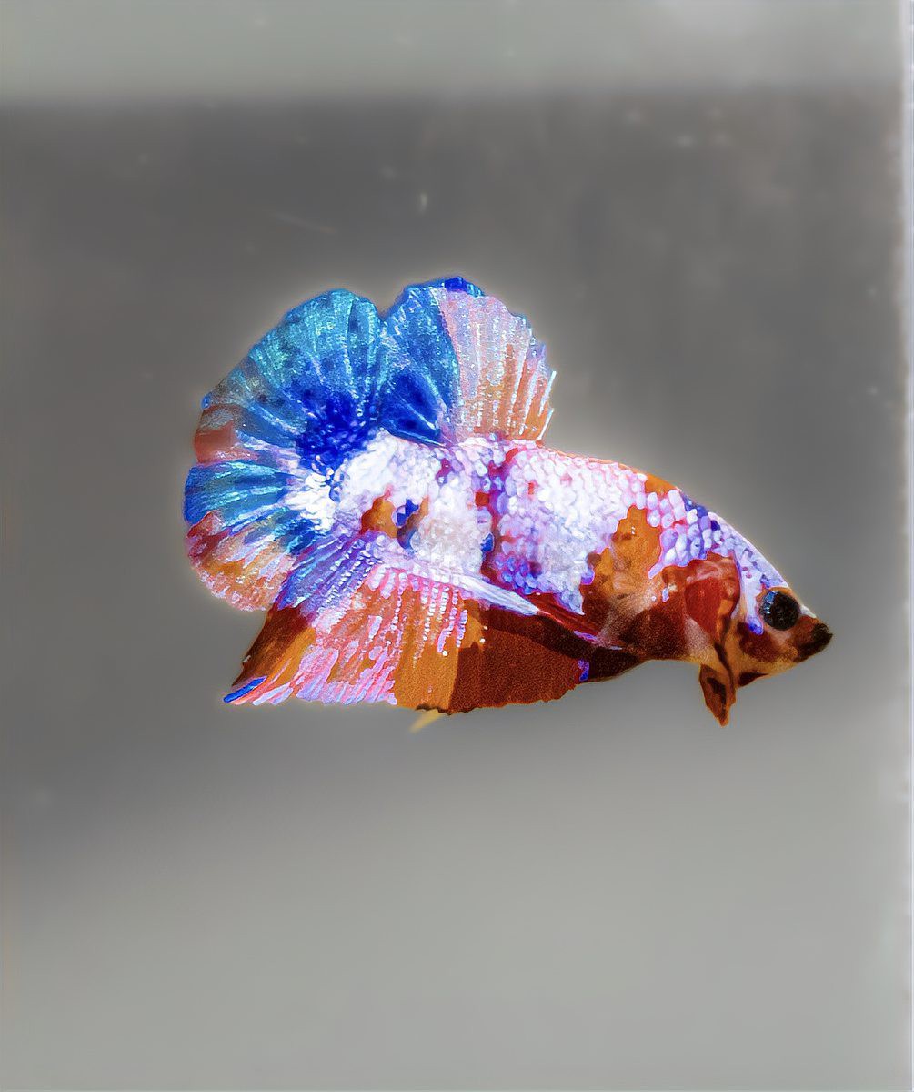 為什么家里不能養斗魚，為什么家里不能養斗魚360快搜 為什么家里不能養斗魚，為什么家里不能養斗魚360快搜 龍魚論壇 第4張