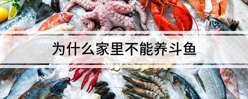 為什么家里不能養斗魚，為什么家里不能養斗魚360快搜 為什么家里不能養斗魚，為什么家里不能養斗魚360快搜 龍魚論壇 第5張