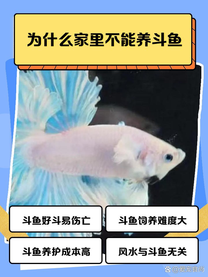 為什么家里不能養斗魚，為什么家里不能養斗魚360快搜 為什么家里不能養斗魚，為什么家里不能養斗魚360快搜 龍魚論壇 第2張