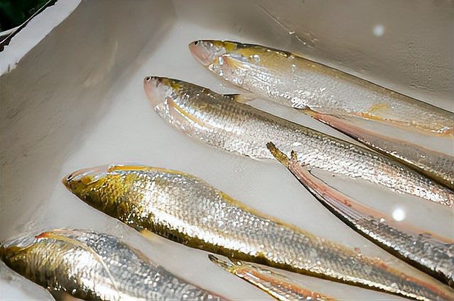 刀魚有哪些品種和圖片，刀魚是一類體型狹長側薄、形似尖刀的洄游性魚類魚類 刀魚有哪些品種和圖片，刀魚是一類體型狹長側薄、形似尖刀的洄游性魚類魚類 龍魚論壇 第7張